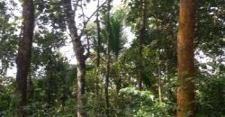 15 Acre Residential Land for sale at Kalpetta, Wayanad