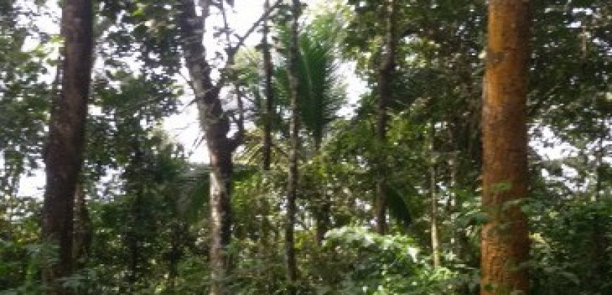 15 Acre Residential Land for sale at Kalpetta, Wayanad