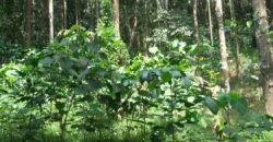 15 Acre Residential Land for sale at Kalpetta, Wayanad