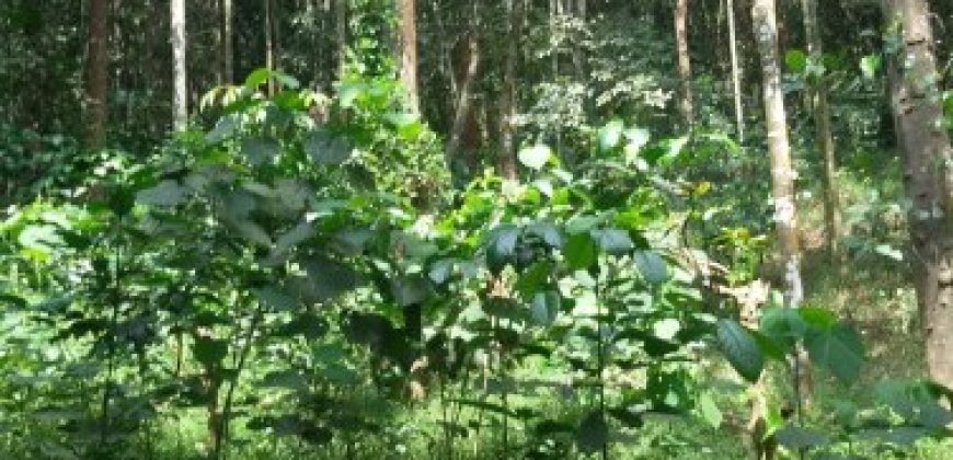 15 Acre Residential Land for sale at Kalpetta, Wayanad