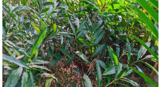 CARDAMOM ESTATE FOR SALE: IDUKKI