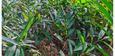 CARDAMOM ESTATE FOR SALE: IDUKKI